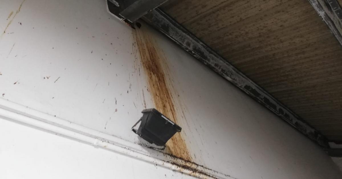 Les chauves-souris dérangent, mais font l’objet d’une réglementation stricte