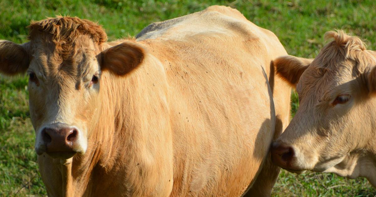 Zéro Chlordécone : une aide financière pour les éleveurs bovins