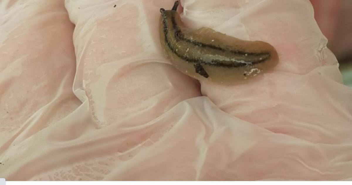     





Une des limaces les plus nuisibles au monde observée en Martinique




