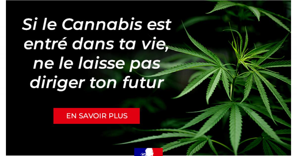 Le Cannabis, un réel fléau en Martinique et en Guadeloupe