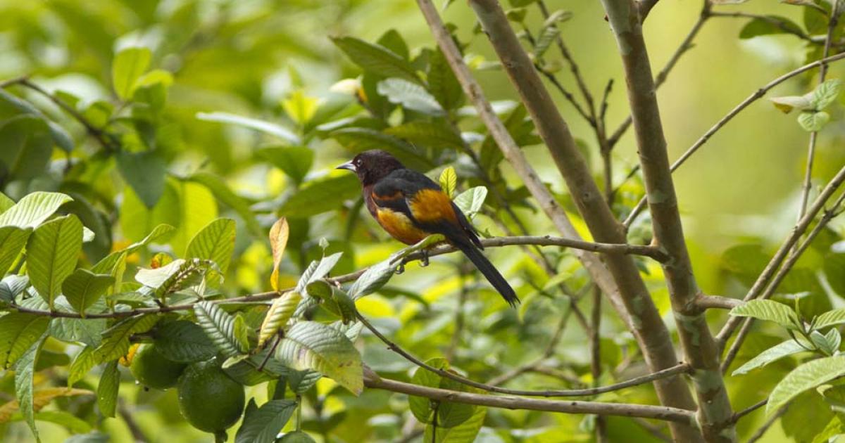 La plateforme Madi Nati recense la biodiversité de la Martinique