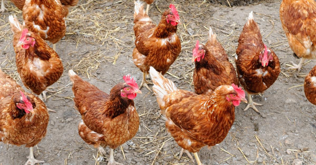 Une suspicion de contamination d’un élevage de poules pondeuses en Martinique