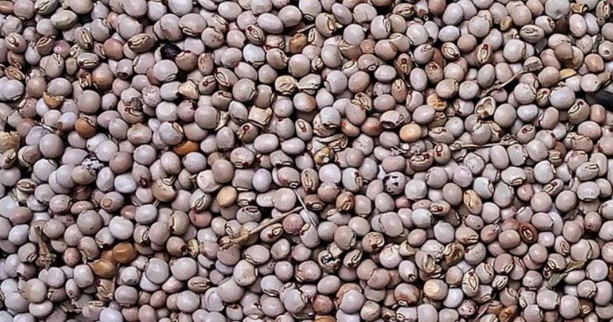     





Pénurie de pois d'angole locaux en Guadeloupe




