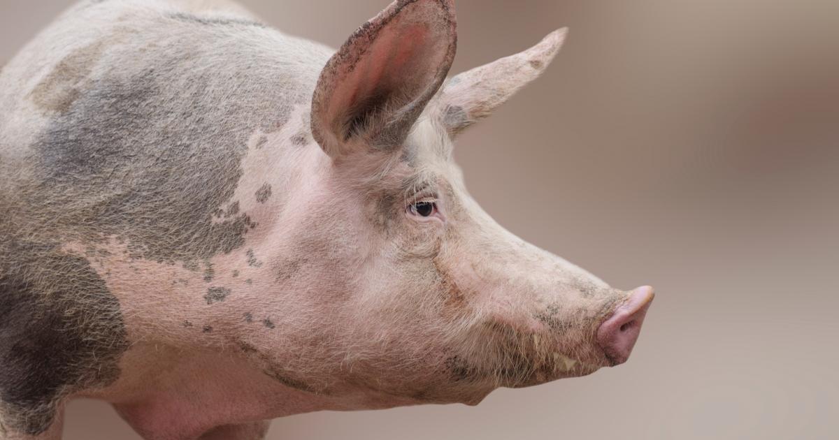     





Avez-vous le droit d’abattre le cochon à la maison ?




