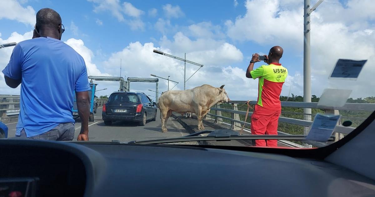 Deux taureaux sur le pont de l'Alliance après un accident de la circulation