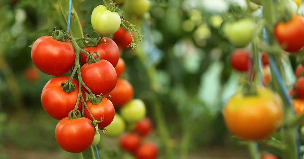 Sommes nous prêts à payer plus cher une tomate locale bio ?