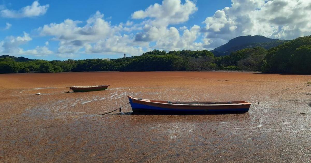 La Floride et le Golfe du Mexique sont menacés par un banc de sargasses de 8000 kilomètres