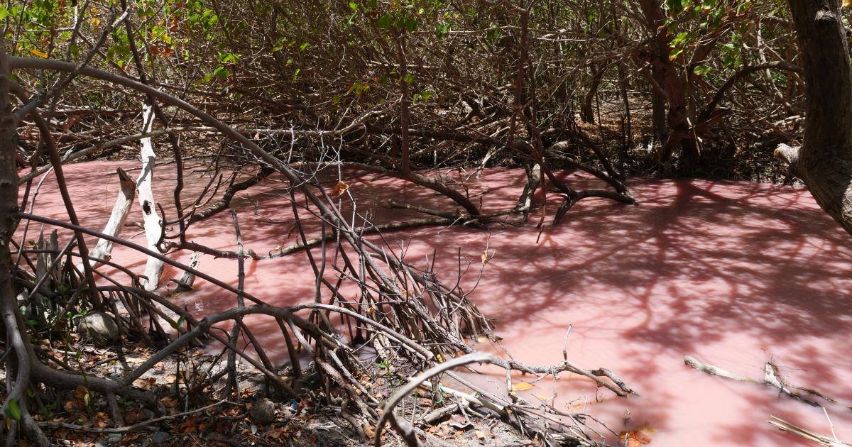     





[Images] La mangrove rose est de retour au Diamant ! 




