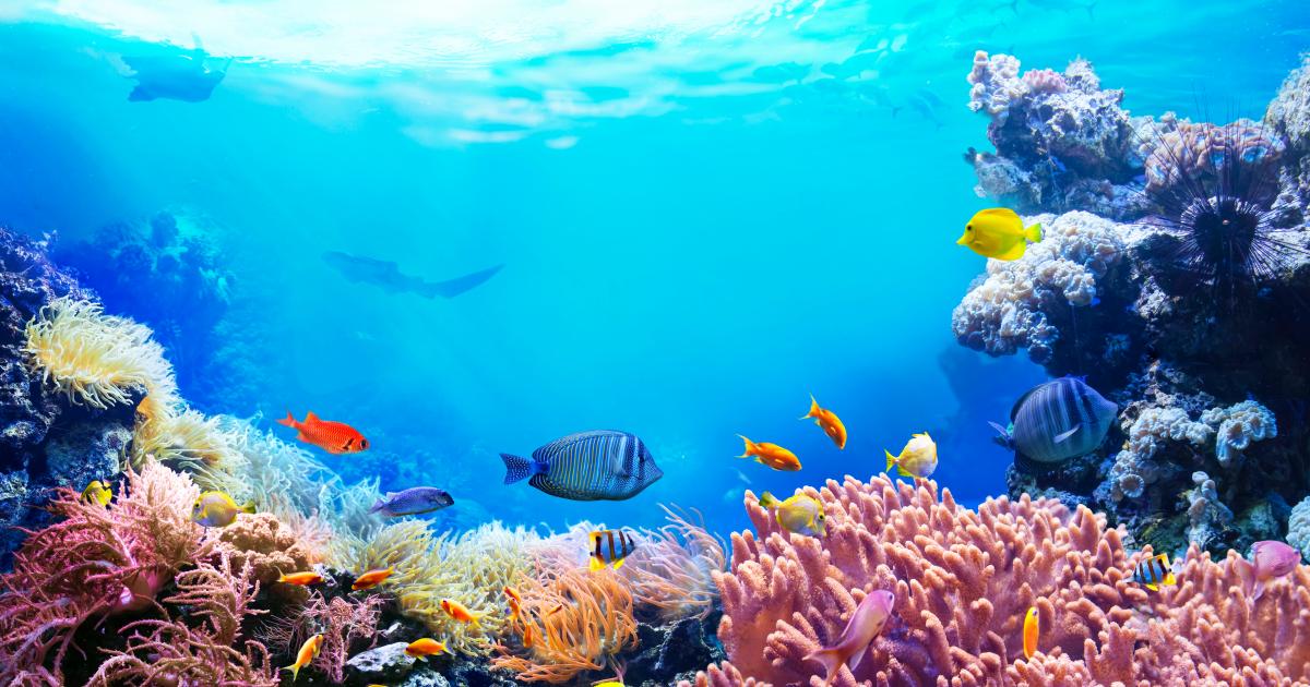 Et si vous deveniez des espions explorateurs des fonds marins ?