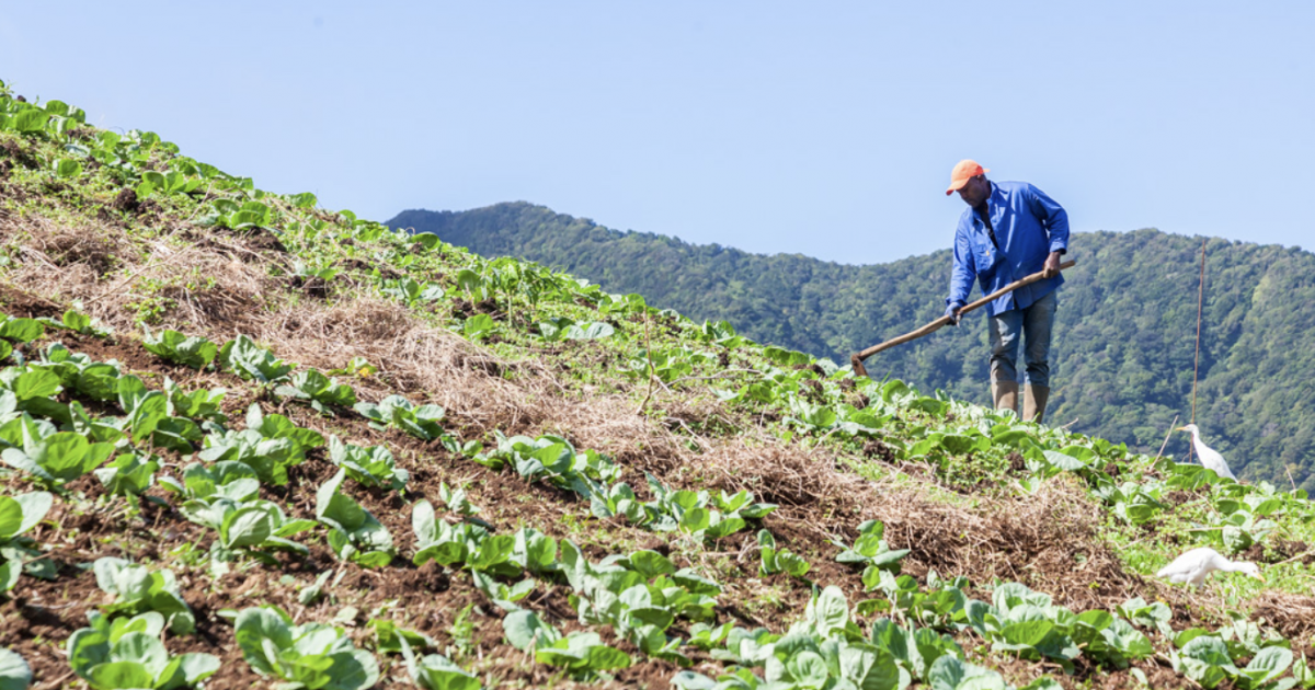 « Moso Tè La » : des fruits et légumes de Guadeloupe tracés et contrôlés à prix accessibles