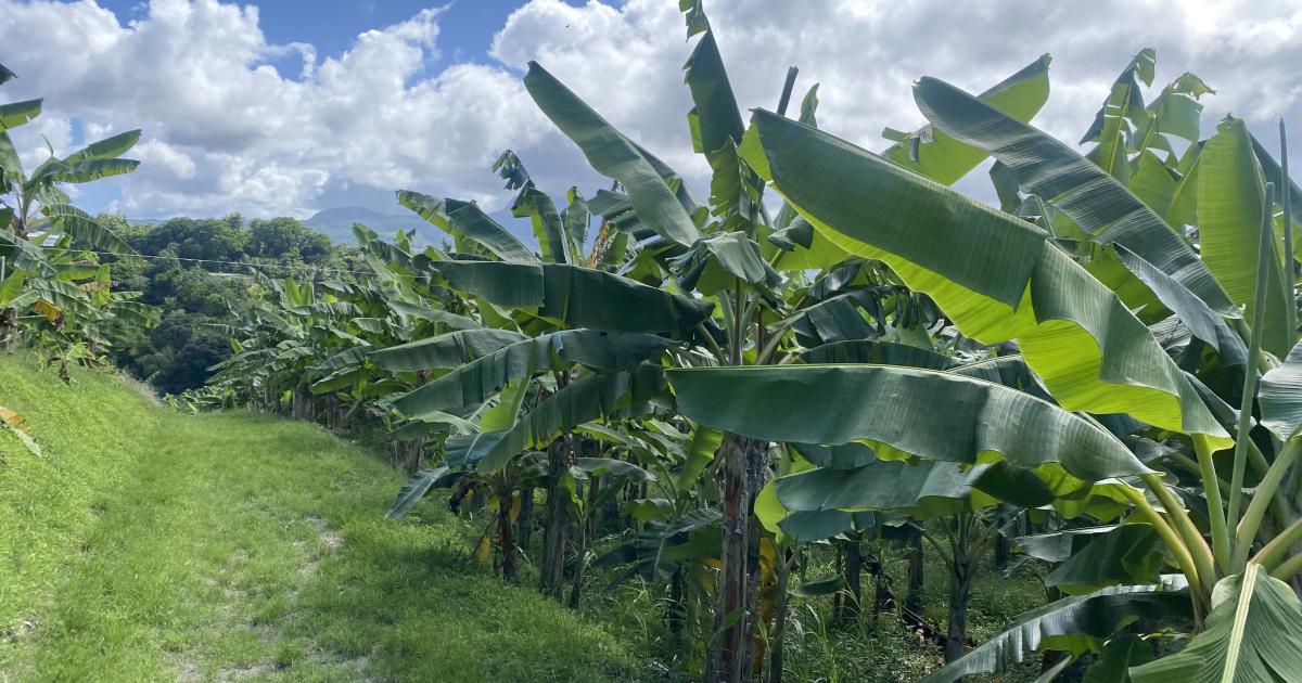 La production de banane est au plus mal et manque de financements