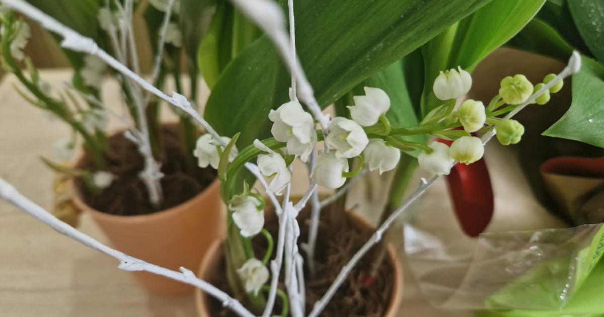 Le muguet, une tradition toujours d’actualité ?
