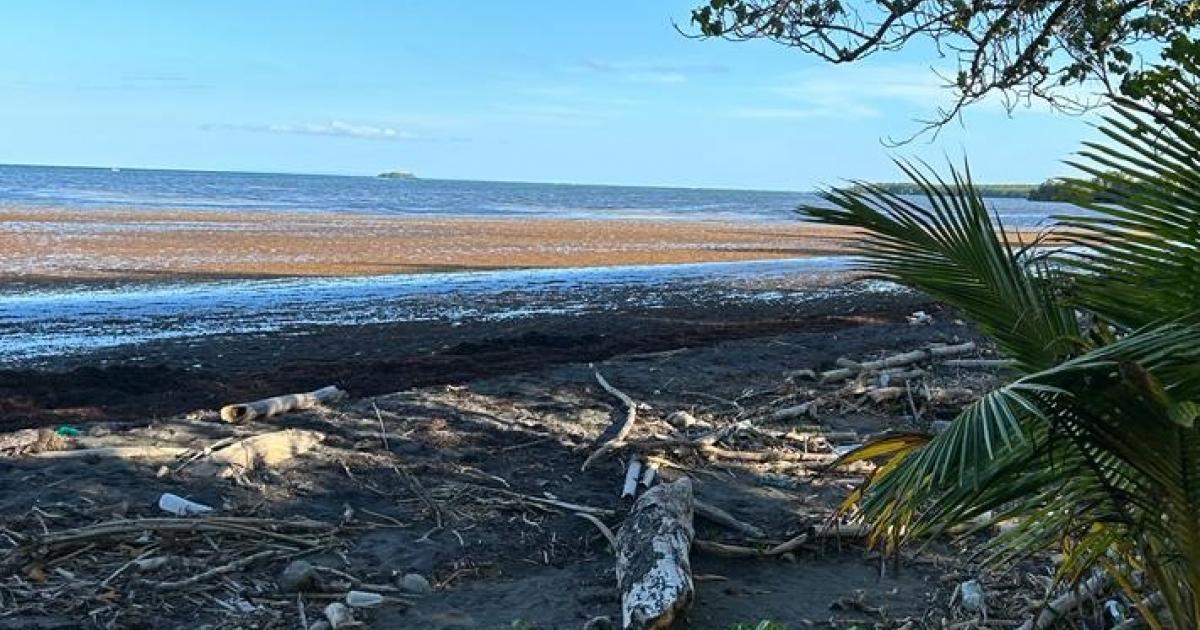     





Sargasses : Petit-Bourg et Grande-Anse de Terre-de-Bas en pré alerte




