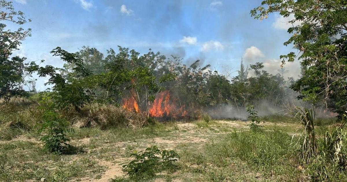Plus de 150 feux de broussailles depuis le début de l'année en Martinique