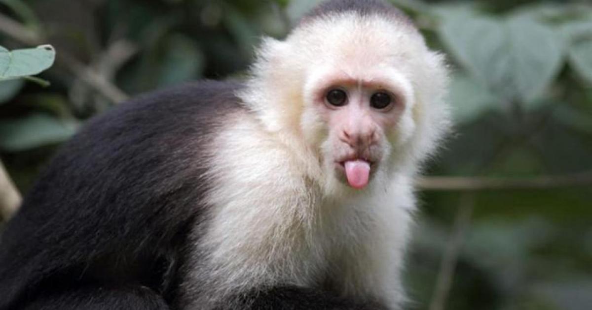     





Jugés pour la possession de singes et perroquets de Guyane sans autorisation




