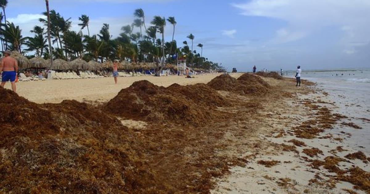 Sargasses : une nouvelle association se positionne en interlocuteur unique pour agir en Martinique