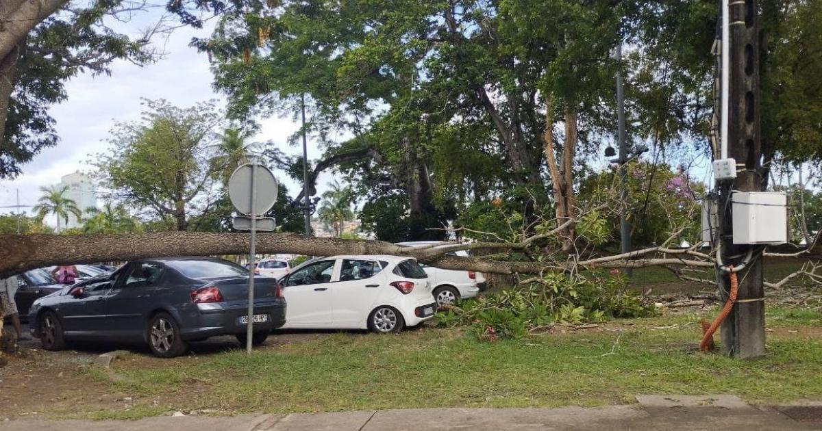Deux véhicules stationnés à Fort-de-France abîmés par la chute d'une branche d'arbre