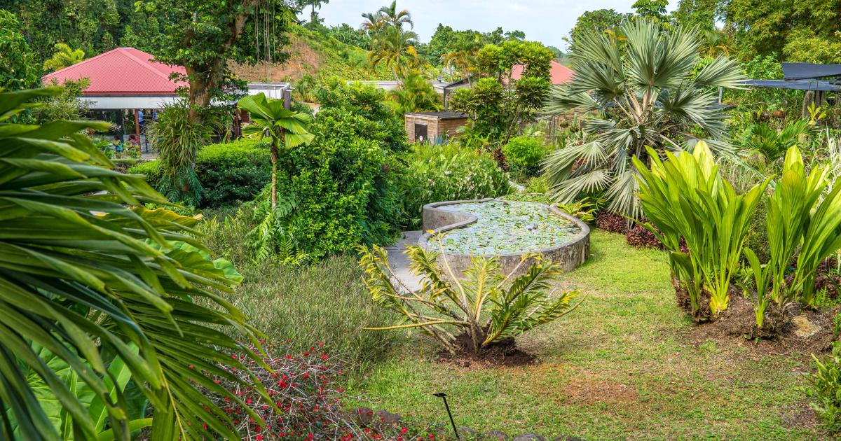 La reine des orchidées a pris place au Jardin de Valombreuse