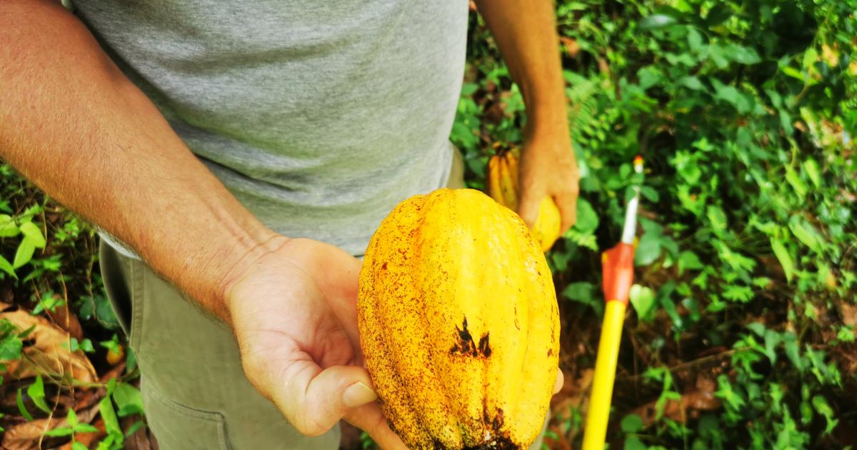     





[LA QUÊTE DU CHOCOLAT 1/2] Martinique : la récolte des cabosses 




