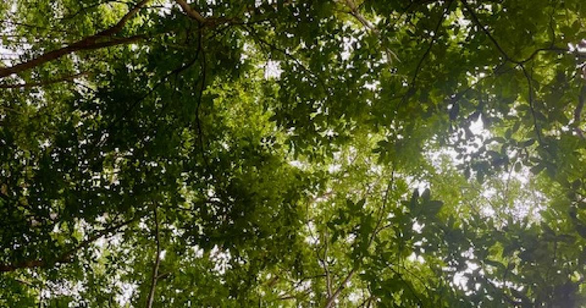     





[CES LIEUX CACHÉS 2/5] Le sentier botanique de Deville-Maisoncelle




