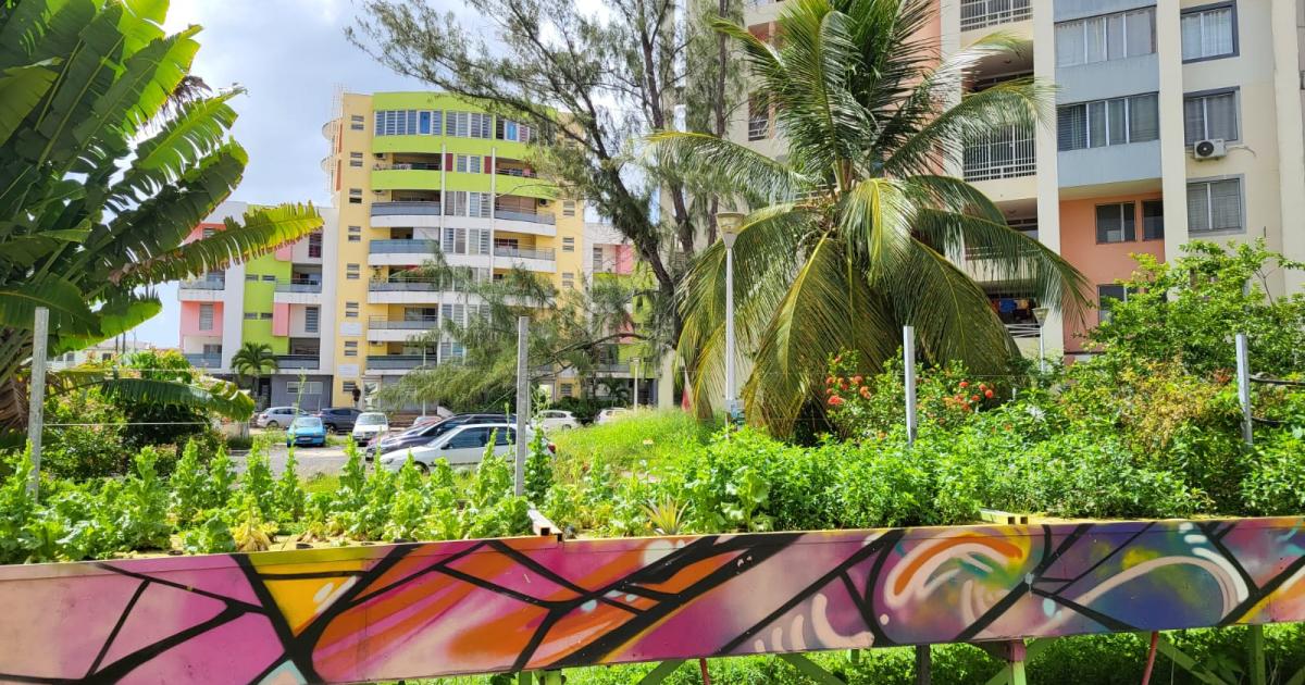     





[DOSSIER VIDEO / AUDIO] Souveraineté alimentaire : l’aquaponie a le vent en poupe en Guadeloupe




