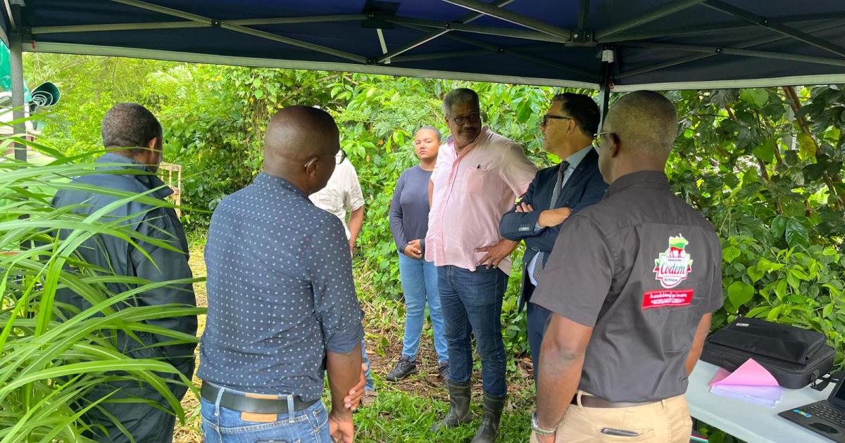 Chlordécone : l’État constate les résultats de la décontamination des bovins