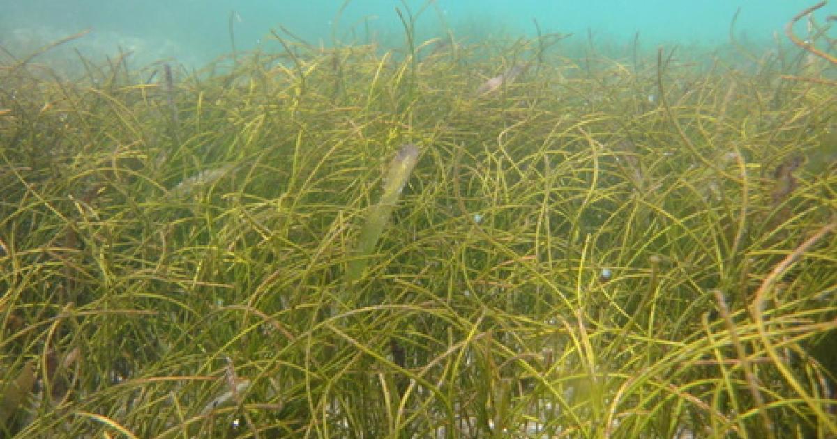    





Interdiction de mouillage dans les herbiers, des contrôles à venir




