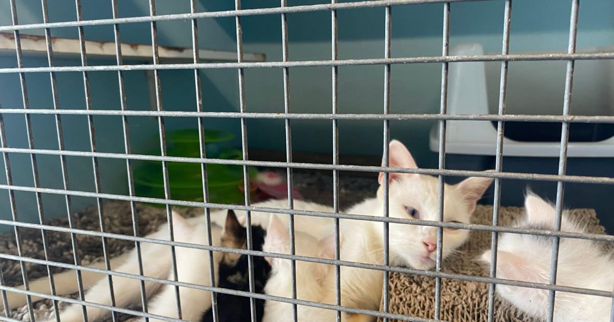 Animaux abandonnés : des refuges surchargés en période de grandes vacances