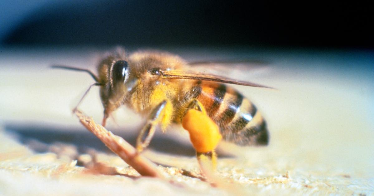 En Guyane, des abeilles tueuses attaquent des touristes, une femme de 65 ans décède
