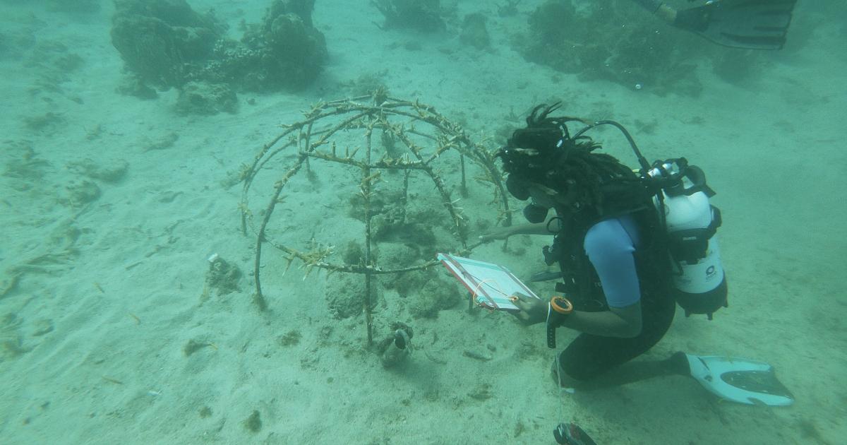     





[EN IMAGES] Une première reproduction de coraux en Martinique porteuse d’espoir 




