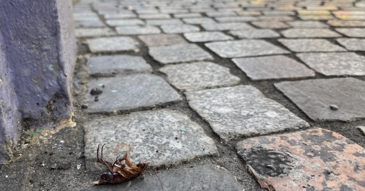 La ville de Fort-de-France envahie par les rats et les ravets