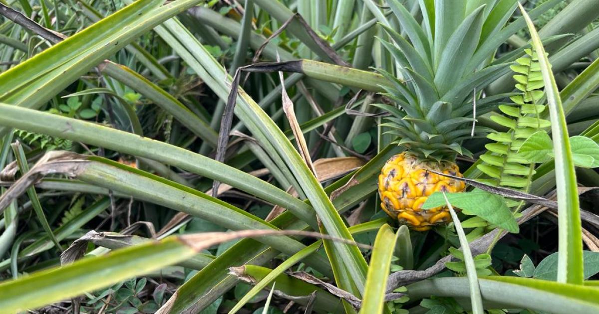 Comment se porte la production d’ananas en Guadeloupe ?