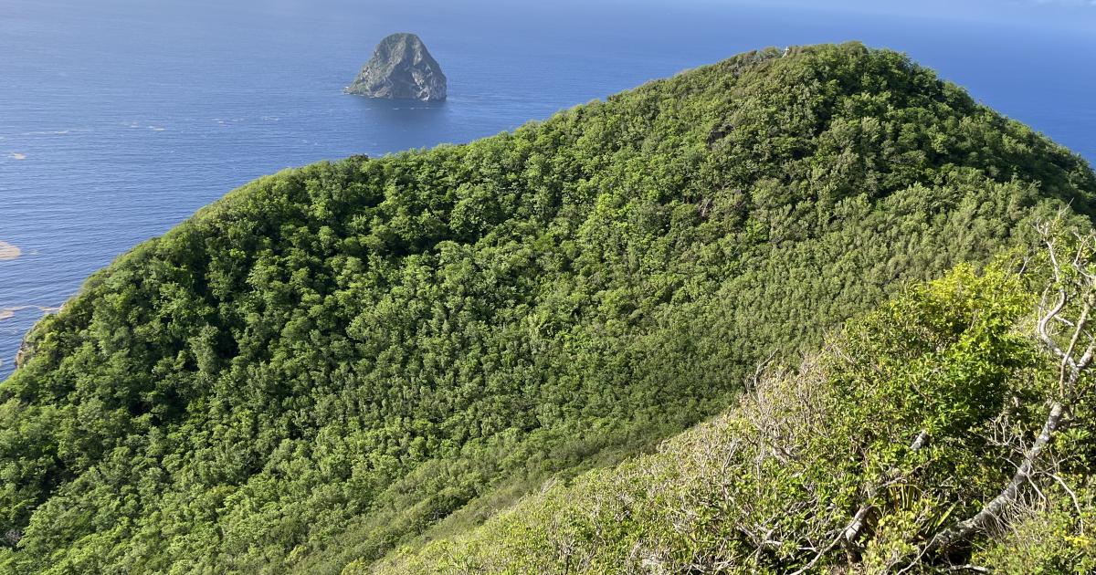 Le Comité Martiniquais du Tourisme et la Réserve de Biosphère ensemble pour valoriser « les richesses » de l’île