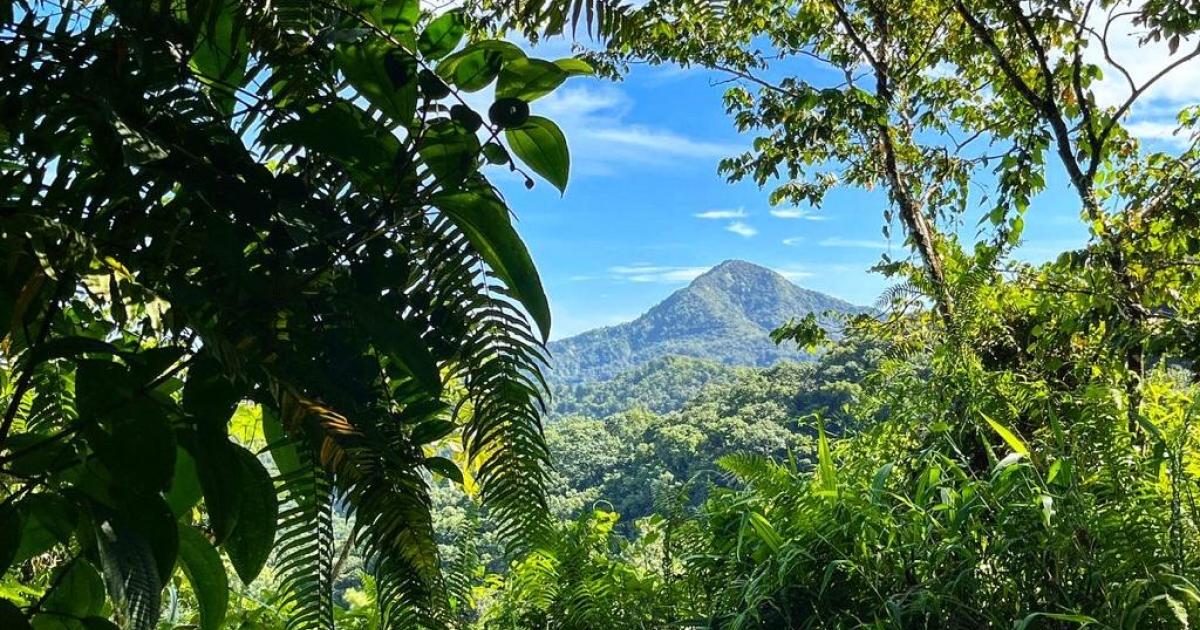 Cinq choses à savoir sur les Pitons du Nord et la Montagne Pelée à l'Unesco