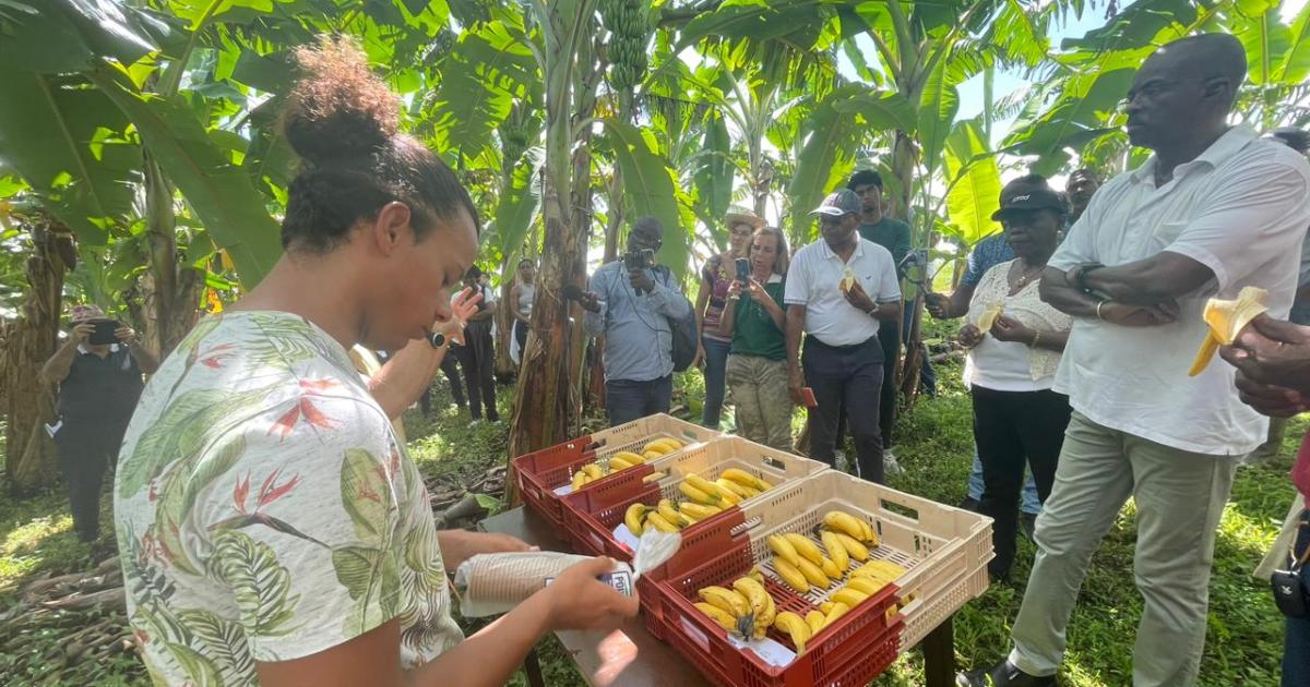 Des projets du Cirad pour rendre nos fruits et légumes plus résistants