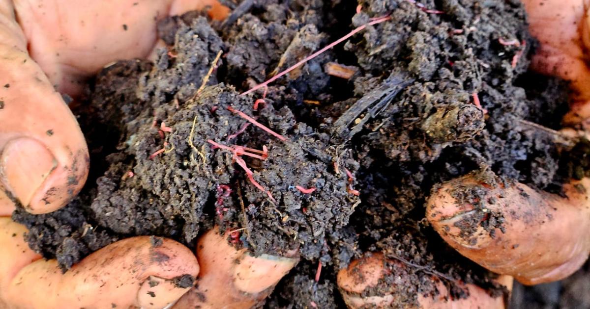Fortes pluies : les maraîchers du Prêcheur pourront faire reconnaître l'état de calamité agricole