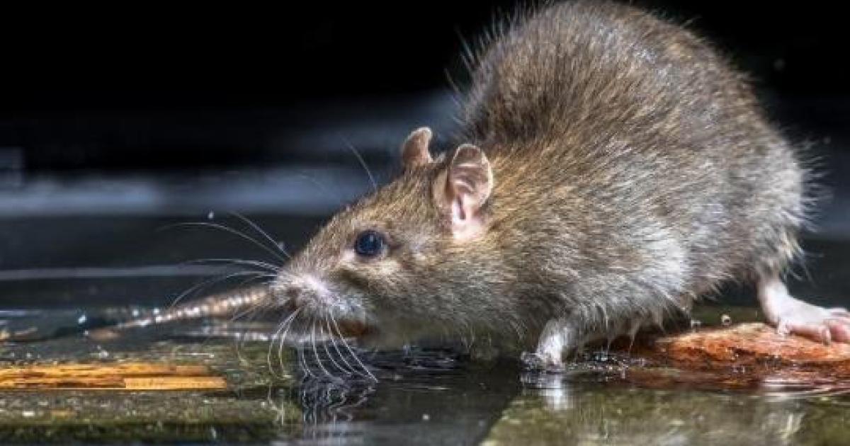 La leptospirose désormais dans la liste des maladies à déclaration obligatoire