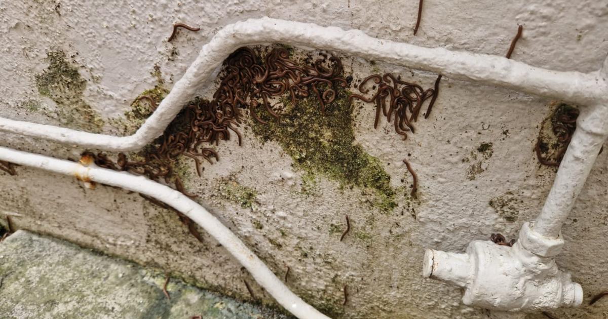 Une invasion de « kongolyo » dans les maisons d'un quartier de Petit-Bourg