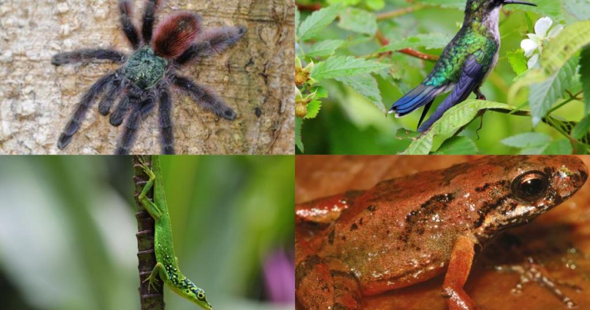     





Pelée et Pitons du Nord à l’Unesco [3/5] : une faune variée… et menacée




