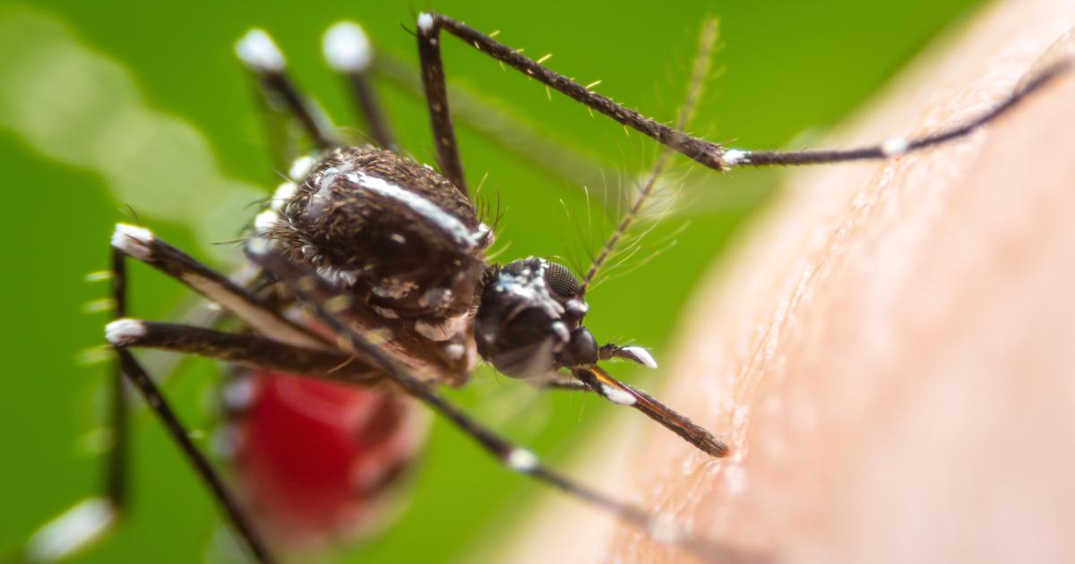 Dengue : les indicateurs sont en diminution en Martinique mais l'épidémie perdure