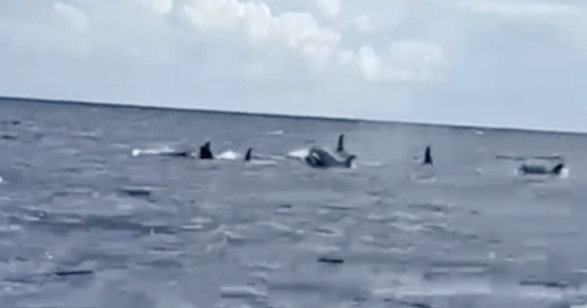 Des orques observées au large de la Martinique