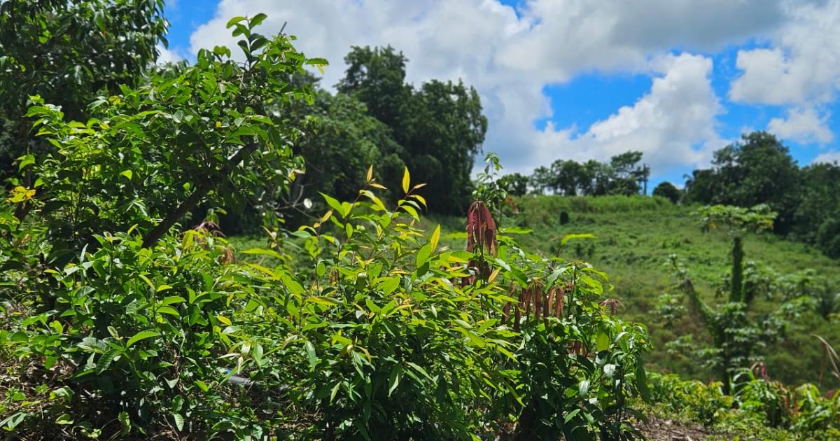 Gestion du foncier à la Martinique : une conférence élargie et une mission d’État