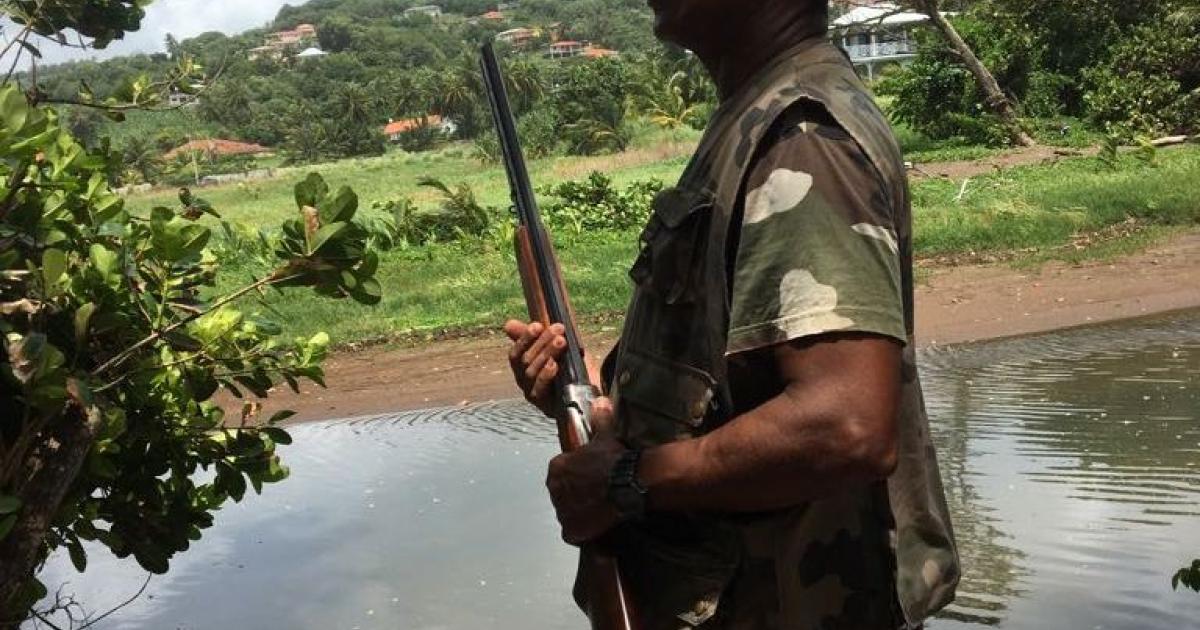 Le gouvernement autorise à nouveau la chasse de certains oiseaux en Guadeloupe