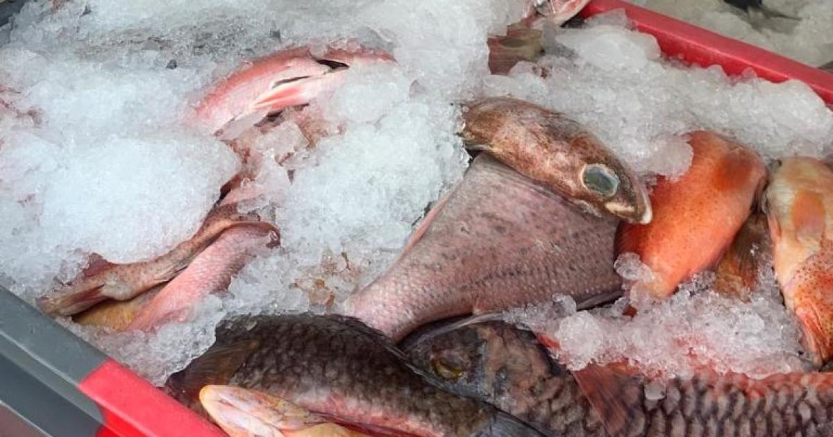    





Lutte contre la pêche illégale : du lambi et 230 kg de poisson avarié saisis




