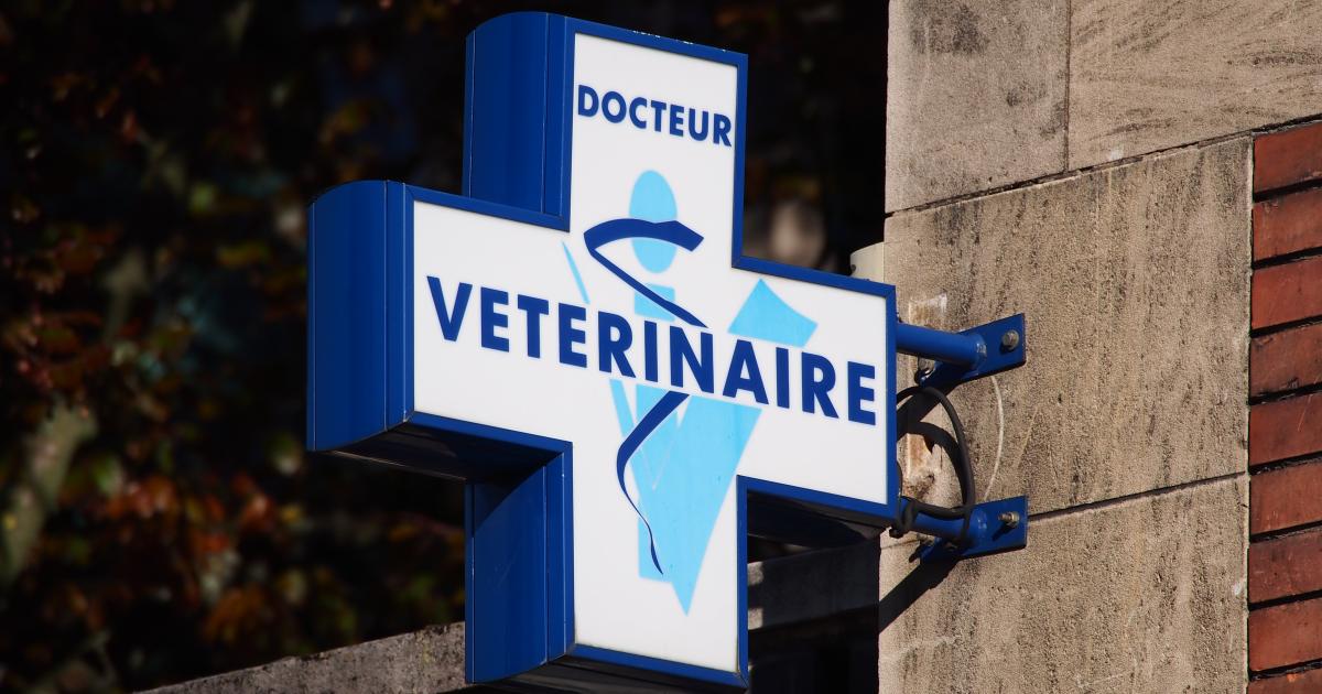 Urgences vétérinaires : la profession se défend