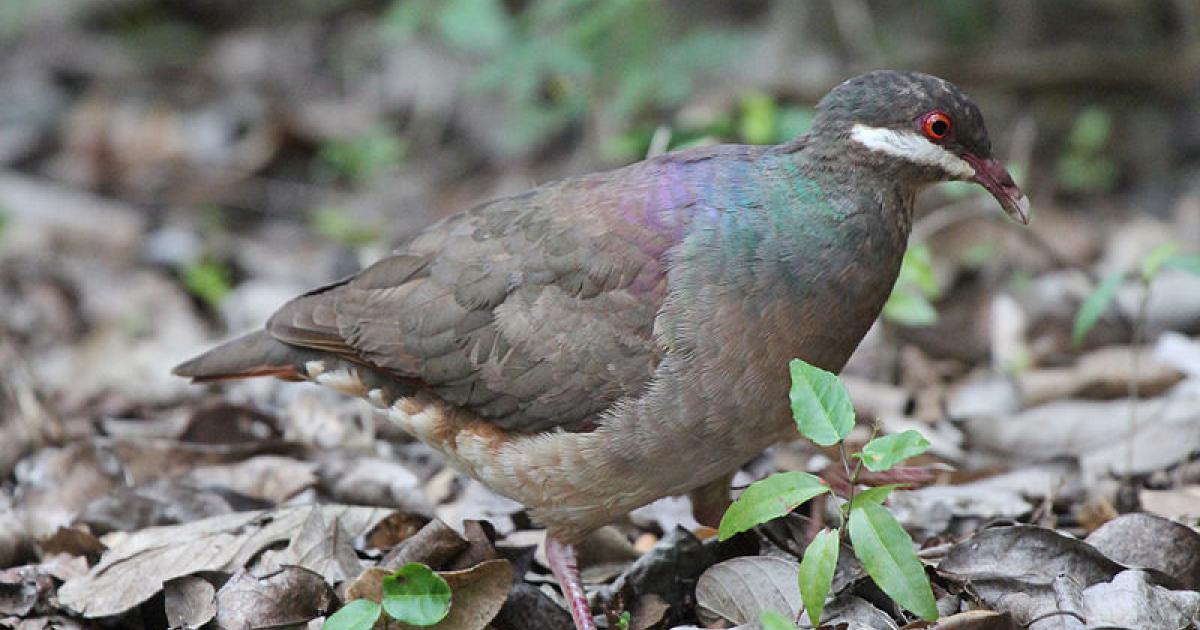 La chasse de certains oiseaux de nouveau suspendue en Guadeloupe