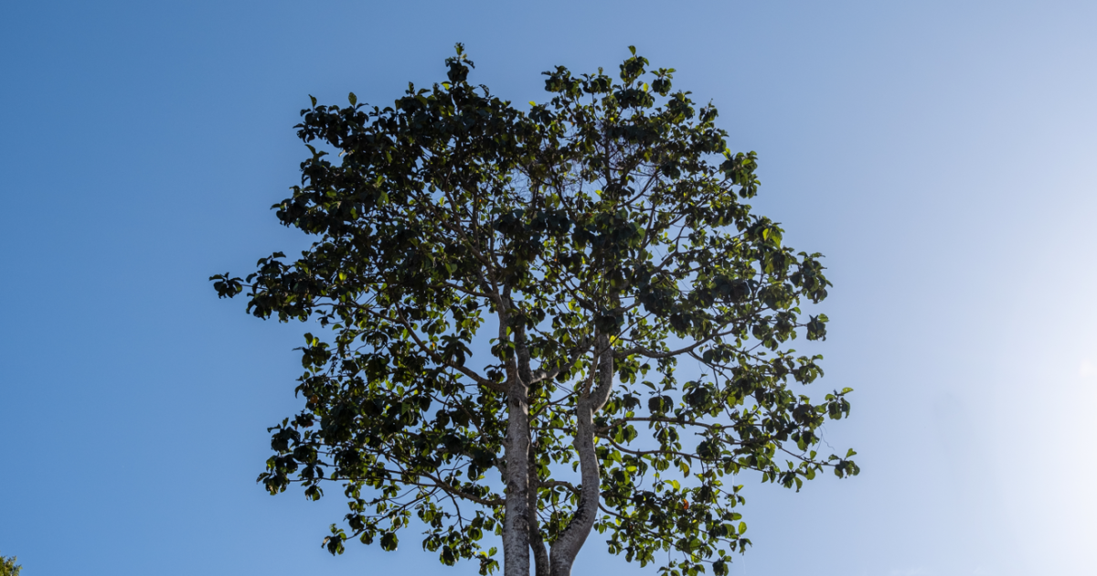     





Le Mahogany, un arbre classé en danger : qu’en est-il chez nous ?




