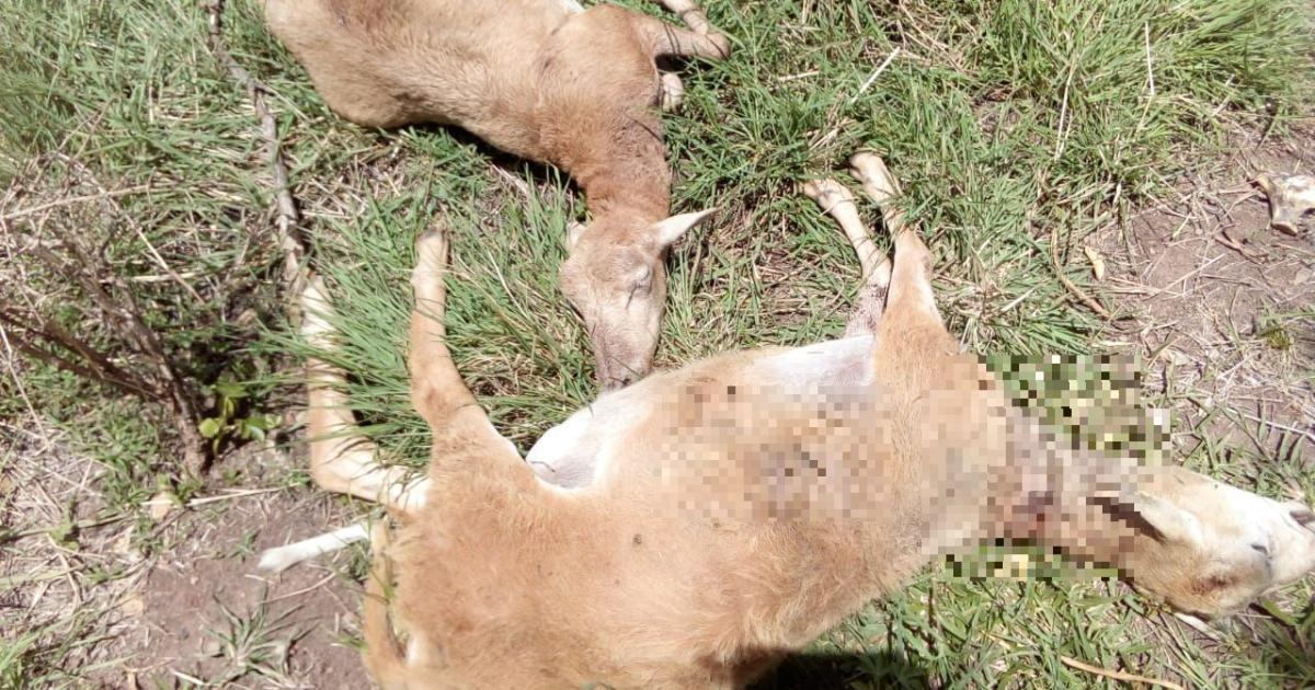 Dans le Sud, les éleveurs s'inquiètent des attaques de chiens errants qui se multiplient