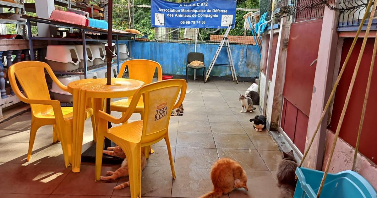 Pétards : comment éviter de perdre son animal domestique pendant les fêtes ?