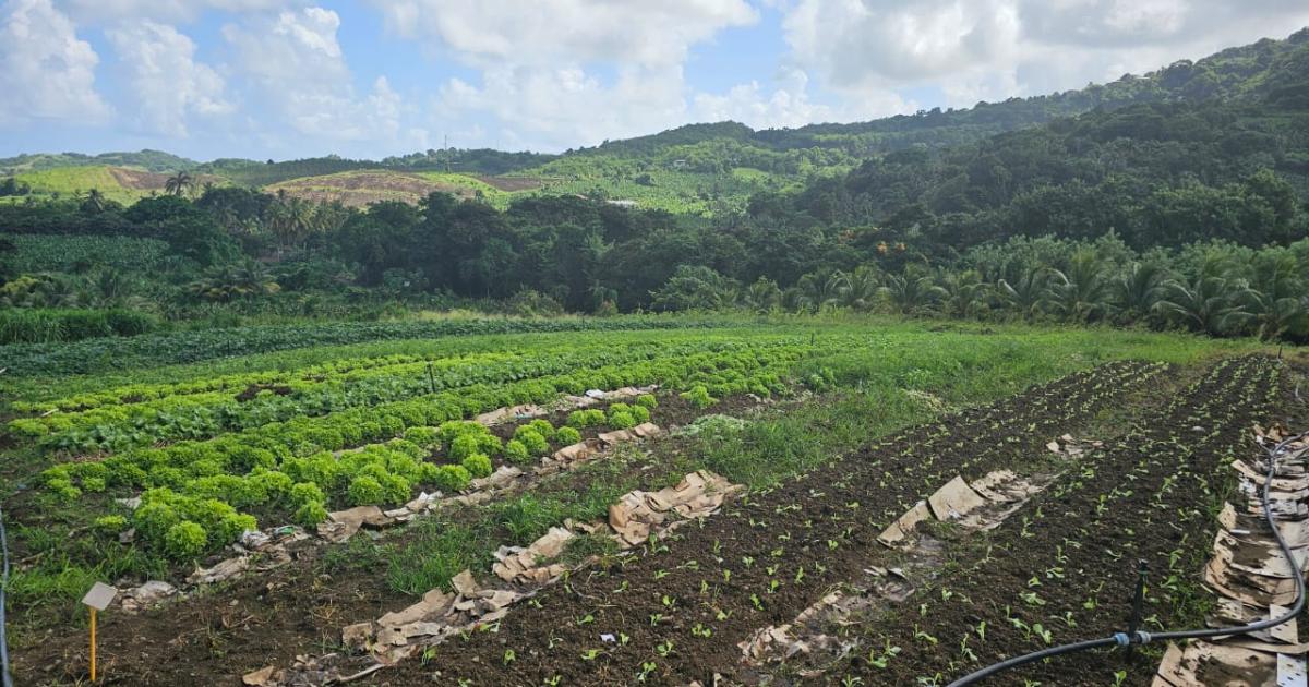 L’OPAM réclame une place dans les négociations contre la vie chère